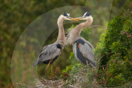 Great Blue Herons (Ardea herodias) standing in the nest. It is the largest North American heron.