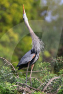 Great Blue Heron (Ardea herodias) in breeding display. It is the largest North American heron.
