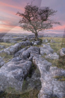 Limestone pavement and lone hawthorn tree at Winskill Stones nature reserve, Malhamdale, Yorkshire Dales, UK