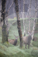 Red Deer (Cervus elaphus) Stag and Silver Birch Trees in woodland location, Derbyshire Peak District
