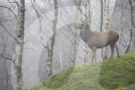 Red Deer (Cervus elaphus) Stag and Silver Birch Trees in woodland location, Derbyshire Peak District