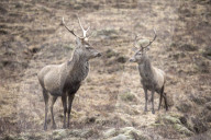 A pair of male Red Deer Stags at Kinloch Hourn in the Western Highlands of Scotland