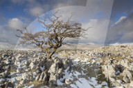 View to Whernside Hill from Limestone pavement at Ravens Scar above Southerscales nature reserve Yorkshire Dales North Yorkshire