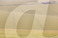 Rolling countryside (Barley Fields) farm and barn at Burdale near Fridaythorpe, Yorkshire Wolds, east Yorkshire, UK