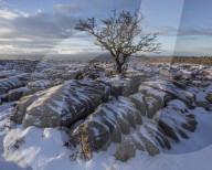 Hawthorn Tree and Limestone pavement in winter snow at sunrise Twisleton Scar, Ingleton, Yorkshire Dales, North Yorkshire, UK