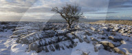 Hawthorn Tree and Limestone pavement in winter snow at sunrise Twisleton Scar, Ingleton, Yorkshire Dales, North Yorkshire, UK