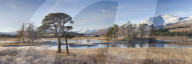 Winter scenery of Scots Pines & frosted grasses at Loch Tulla, Bridge of Orchy, Highlands, Scotland