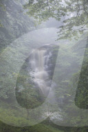 Misty conditions at Scaleber Force waterfall in Scaleber Wood, Settle, Ribblesdale, Yorkshire Dales, North Yorkshire, UK