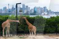Tarronga zoo's Giraffes with Sydney city skyline to the rear. New South Wales, Australia.