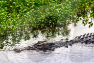 Saltwater crocodile at Yellow Water Wetlands and Billabong, Kakadu National Park, Northern Territory, Australia.
