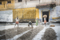 Sorting ginger at a market in Fort Kochi (Cochin), Kerala, India
