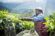 Tea pickers on a tea estate in the plantations near Munnar in the Western Ghats Mountains, Kerala, India