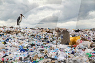 Woman working on one of the world biggest garbage dump in the Dandora slum of Nairobi, Kenya. A vulture is waiting for food.