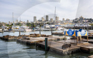 Sea Lions on Pier 39 in Fishermans Wharf, San Francisco, California, United States of America, North America