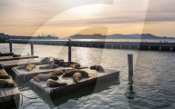 Sea Lions on Pier 39 in Fishermans Wharf, San Francisco, California, United States of America, North America