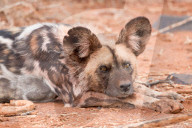 Postprandial African wild dog, Madikwe Game Reserve, South Africa.