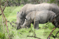 Southern white rhinos - mother and calf - at Ziwa Rhino Sanctuary in Uganda.