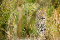 Leopard in Uganda's Murchison Falls National Park.