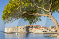 Single tree with view to the old town of Dubrovnik in the background