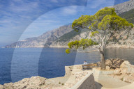 Single pine tree at a scenic lookout in Sveta Nedjelja on Hvar Island
