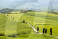 Cypress trees and green fields at Agriturismo Terrapille (Gladiator Villa) near Pienza in Tuscany, Italy