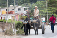 Farmer on cart pulled by oxen, Vinales, UNESCO World Heritage Site, Cuba, West Indies, Caribbean