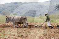 Tobacco farmer ploughing a tobacco field with oxen in Vinales, Pinar del Rio, Cuba, West Indies, Caribbean, Central America