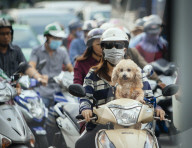Dog on moped in Ho Chi Minh
