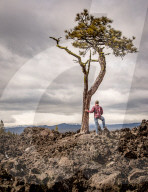 A man wearing flannel and blue jeans stands next to a solo tree in an old lava field.