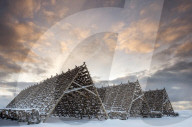 Traditional fish drying racks in the Lofoten Islands