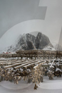Traditional fish drying racks on Sariskoy in the Lofoten Islands