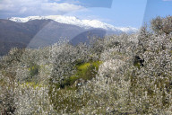 Cherry trees in bloom in the Jerte river valley
