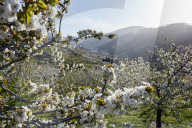 Cherry trees in bloom in the Jerte river valley