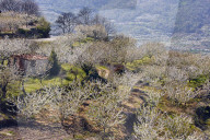 Cherry trees in bloom in the Jerte river valley
