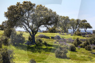 Wildflowers in spring in the Extremadura