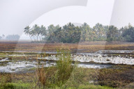 Flock of egrets in wetland in Kerala