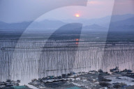 Sunset over Shajiang S Bay with endless rows of bamboo sticks to dry seeweed and kelp