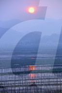 Sunset over Shajiang S Bay with endless rows of bamboo sticks to dry seeweed and kelp