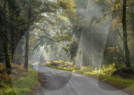 Sunbeams visible in a light mist adding atmosphere amongst the trees on Rhinefield Ornamental Drive, New Forest, Hampshire, UK