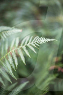 simple nature