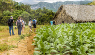 Tourists visiting a tobacco plantation in Vinales National Park, a UNESCO world heritage site,in Vinales Valley, Vinales in Cuba