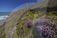 Thrift on the coastal path near the ruins of Wheal Coates tin mine near St Agnes, Cornwall, England, U.K.
