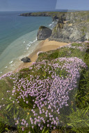 Thrift flowering on the clifftops near Bedruthan Steps on the North Cornish coast, Cornwall, England, U.K.