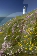 Thrift and kidney vetch growing on cliff tops near Trevose Head lighthouse on the north Cornish coast, Cornwall, England, U.K.