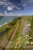 Spring flowers growing alongside the Pembrokeshire coastal path above Marloes, Wales.