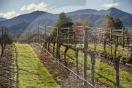 Vines at Saint Clair winery, Blenheim, Marlborough