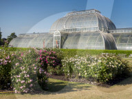 Rose beds and Palm House Kew gardens