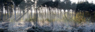 Forest sunbeams panorama
