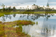 Lake in the Kemeri Bog, Jurmala, Latvia