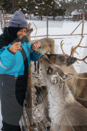 Senior woman traveler feeding reindeer, Reindeer Farm, Torassieppi, Lapland, Northern Finland (Model and Property Releases)